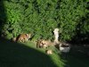 Vixen &amp; cubs in garden.jpg