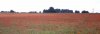 cotswold poppy field 1.JPG