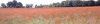 cotswold poppy field 2.JPG