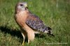 red-shouldered-hawk-2.jpg