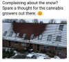 snow weed.JPG