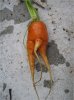 Carrot1.jpg