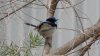 Superb Fairy Wren.jpg