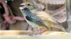 Spotted Pardalote 1.jpg