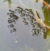 2021-02-25 frogspawn.jpg