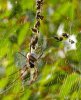 golden orb weaving spider.jpg