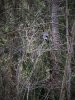 IMG_3492ga.JPG