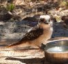 kookaburra.jpg