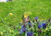 Goldfinch 4.jpg