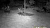 fox sitting 25 10 22.jpg