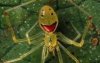 happyfacespider.jpg