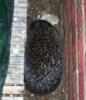 hedgehog.jpg