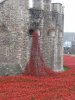 Tower of London Remembrance (13).JPG