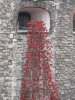 Tower of London Remembrance (14).JPG
