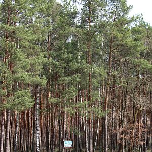 WW2 - Great Escape - Exit Of Tunnel Harry Near The Woods