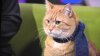 Bob the cat dies aged 14..jpg