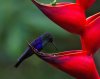 285_Crowned Woodnymph Hummingbird-x.jpg