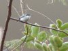 201-White-lored Gnatcatcher-x.jpg