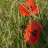 Poppy42