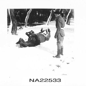 Possibly my great grandad watching Rose roll about in snow